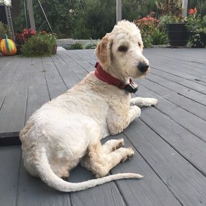 Meet your Posher, Leanne